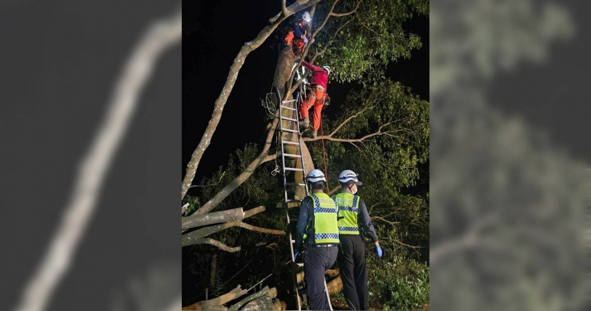 樹與老翁 老翁整理果園被搬運車和樹木夾住吊著送醫搶救仍不治身亡（民眾
