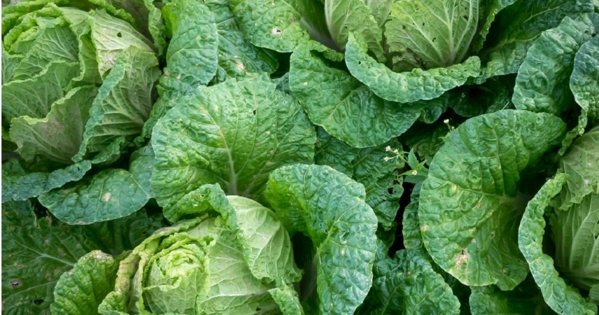 （示意圖／翻攝自pexels）