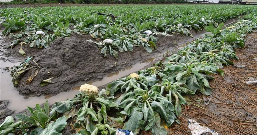 丹娜絲颱風（Typhoon Danas）颱風後彰化縣農損一片。（圖／翻攝自彰化縣政府官方網站）