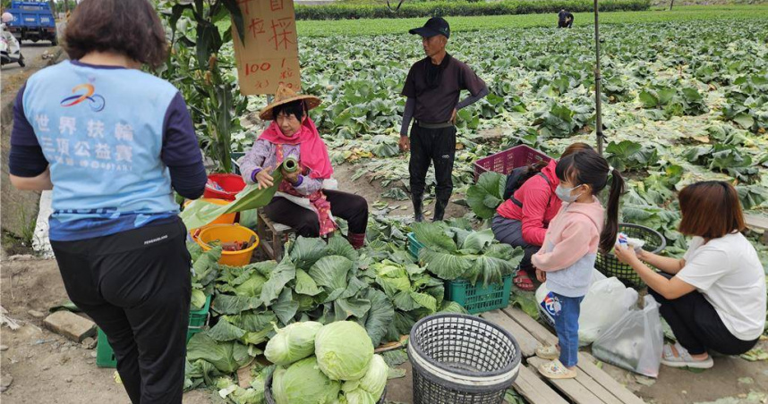 高麗菜價大跌，農民開放民眾自採，1顆30元、4顆100元，民眾整簍整簍打包。（圖／中國時報羅琦文攝）