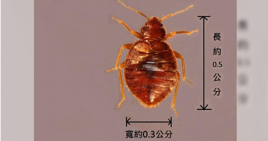 床蝨又稱「臭蟲」，夜間會吸食人血，叮咬會導致劇烈癢感。（示意圖／翻攝自環境部官網）