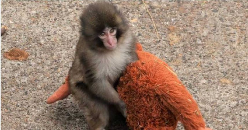 日本千葉縣市川市動植物園1隻名為Punch的小獼猴遭媽媽棄養，只好把紅毛猩猩絨毛布偶當做夥伴，引發全球關注。（圖／翻攝自X，@ichikawa_zoo）