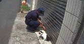 嘉義賓士貓半身慘卡鐵捲門，巡邏警徒手撐門驚險救援。（圖／翻攝畫面）