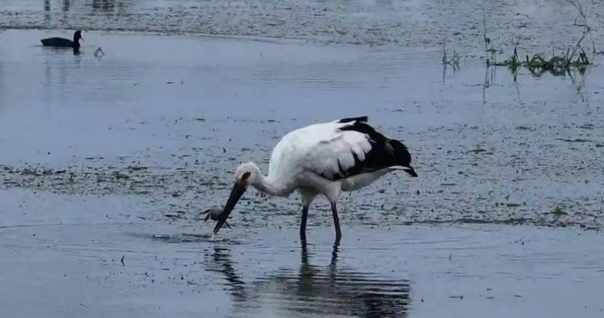被譽為「鳥界大熊貓」保護動物東方白鸛，近年在中國大陸江蘇高郵、寶應、興化等里下河地區大量出現。（圖／翻攝自揚子晚報）