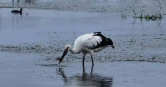 被譽為「鳥界大熊貓」保護動物東方白鸛，近年在中國大陸江蘇高郵、寶應、興化等里下河地區大量出現。（圖／翻攝自揚子晚報）