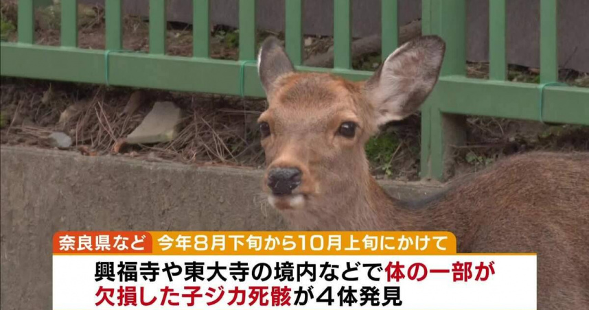 奈良公園以自由活動的鹿群聞名，如今接連傳出幼鹿離奇死亡，引發關注。（圖／翻攝自X，@livedoornews）