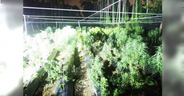 全台最大大麻植栽工廠被抄了!藏身民宅3樓技術了得 才種半年規模就達上千株