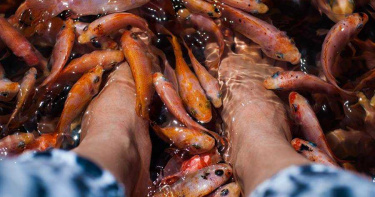 做魚療全身太酥麻!女爽到「尿失禁」...下秒魚全被毒死