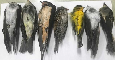 美數百萬禽鳥1月內離奇集體暴斃 專家:野火恐改變遷徙模式、消耗能量