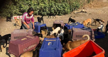 【愛心捐贈情報】狗園建設勸募計畫 持續不斷的援助流浪動物