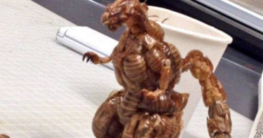 哥吉拉 相關新聞