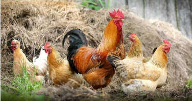 湖南驚爆H5N1禽流感 歐洲多國同傳H5N8疫情