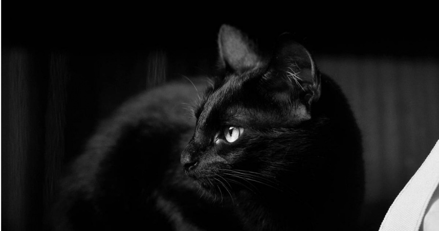 初一元朗發生虐貓事件。（示意圖／Pexels）