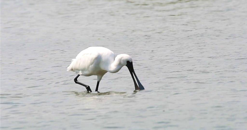一級保育類黑面琵鷺現蹤台東知本溪出海口，用喇叭狀的鳥喙在水中覓食。（圖／民眾提供）