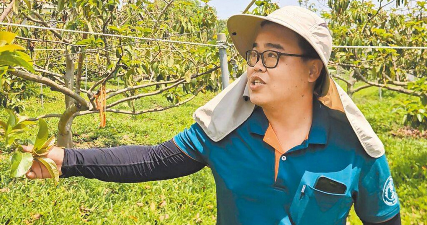 屏東萬丹酪梨農陳昱銓的果園受氣候影響，收成不到10％。（圖／中國時報羅琦文攝）