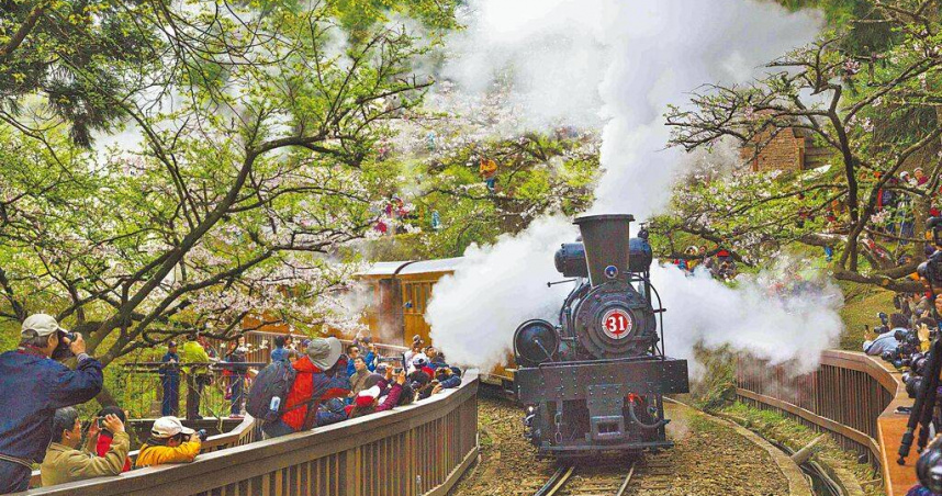 阿里山櫻花季每年吸引眾多遊客上山賞花。（圖／阿里山管理處提供／呂妍庭嘉義傳真）