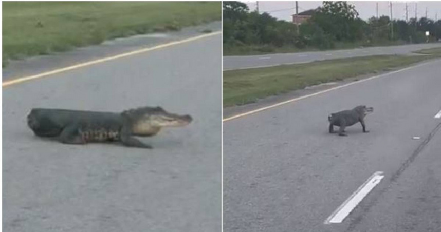 一隻無尾鱷魚在公路上爬行，嚇傻路過的民眾。（圖／翻攝自X）