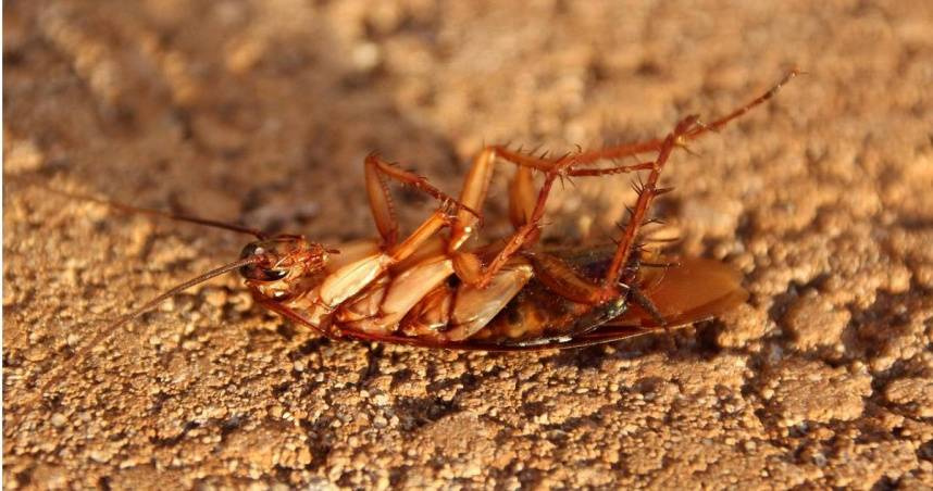 日本蟲害防治公司アース製薬株式会社專家指出，在使用殺蟲劑時謹記蟑螂「只能向前移動」的特點，提前瞄準蟑螂頭部前方噴灑殺蟲劑，才能發揮最大效果。（示意圖／翻攝pixabay）