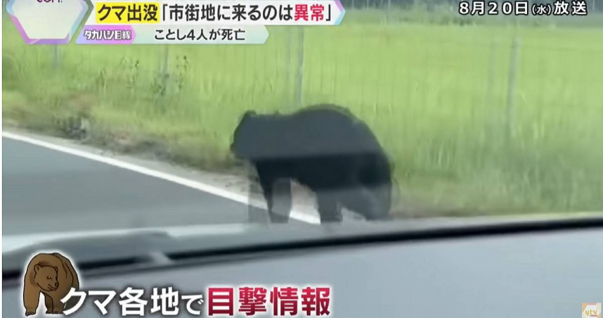 今年以來，日本各地熊襲擊人造成死傷的事件頻傳。（示意圖／翻攝読売テレビニュース）