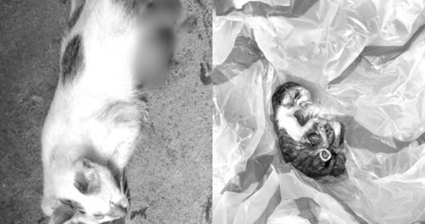 苗栗縣竹南鎮公益路上一名越籍移工其上月不滿野貓闖入家中，竟持刀劃破貓肚，釀一屍三命。（圖／翻攝畫面）