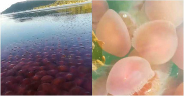 番茄水上漂?菲律賓海灘驚見「粉色水母」