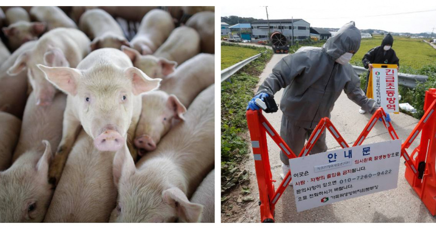 韓國京畿道漣川一處養豬場爆發非洲豬瘟，防疫單位緊急封鎖現場。(示意圖／達志／美聯社，下同）