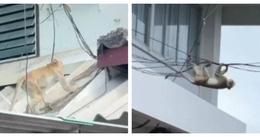 羅布里素有「猴城」之稱，但居民長年飽受猴群侵擾，日常生活困難重重。（圖／翻攝自Amarin TV）