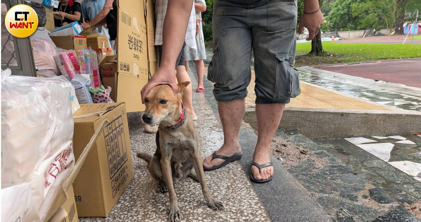 馬太鞍溪溪堰塞湖23日下午潰堤溢流，有災民愛犬因此意外染色。（圖／林冠吟攝）