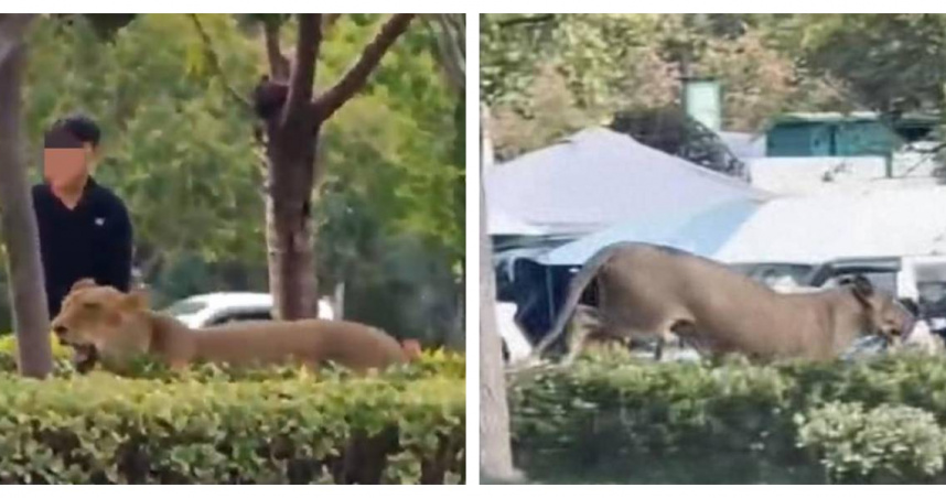 一頭獅子在安徽碭山街頭奔跑，嚇壞民眾，畫面曝光引發熱議。（圖／翻攝自揚子晚報）