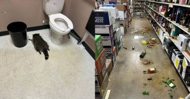 浣熊當時呈現「青蛙趴」姿勢倒臥廁所地板，身旁是垃圾桶與馬桶，場面相當滑稽。（圖／翻攝自臉書，Hanover County Animal Protection and Shelter）