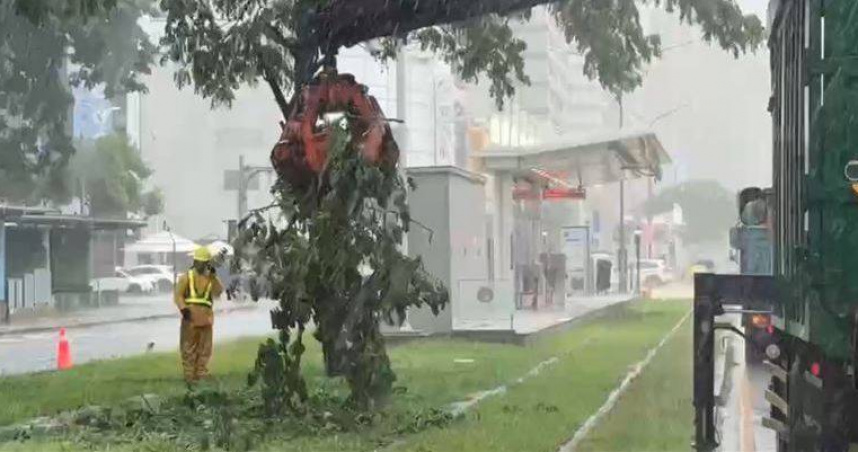 高雄豪雨狂炸！路樹傾倒「砸破輕軌車頂」　部分路段改接駁全線搶通