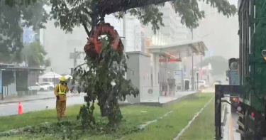 高雄輕軌列車遭傾倒路樹砸中，車頂車殼破損，乘客均安。（圖／翻攝畫面）