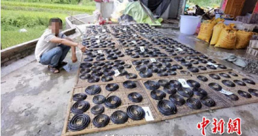 住家搜出「281條蛇」!屍體一字排開警嚇傻…狂起雞皮疙瘩