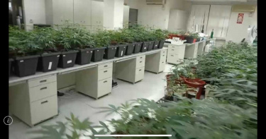 社區住宅成大麻溫室 537株市值破億元