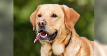 愛犬舔一下!男罹「罕見細菌感染」進加護病房...器官衰竭亡