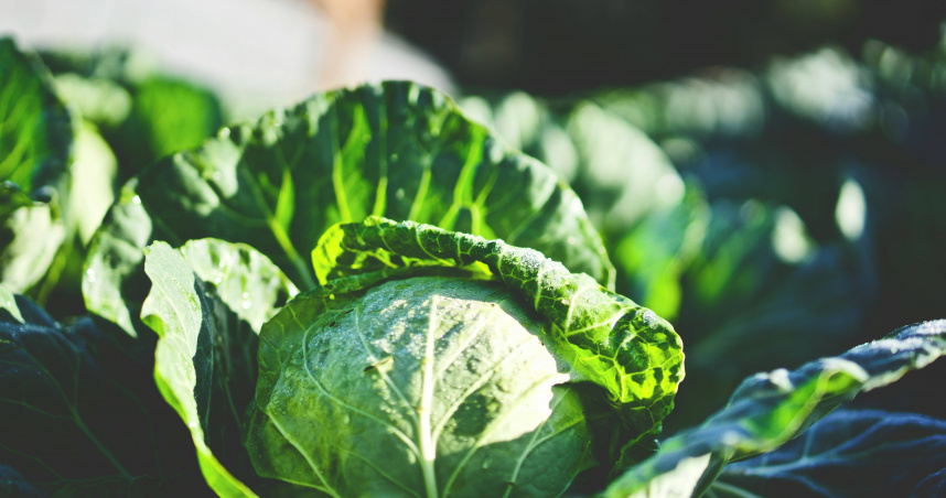 北市一名男子擁有高學歷且年收入高達240萬，卻因為偷了40元的高麗菜遭罰2萬元。（示意圖／翻攝自unsplash）