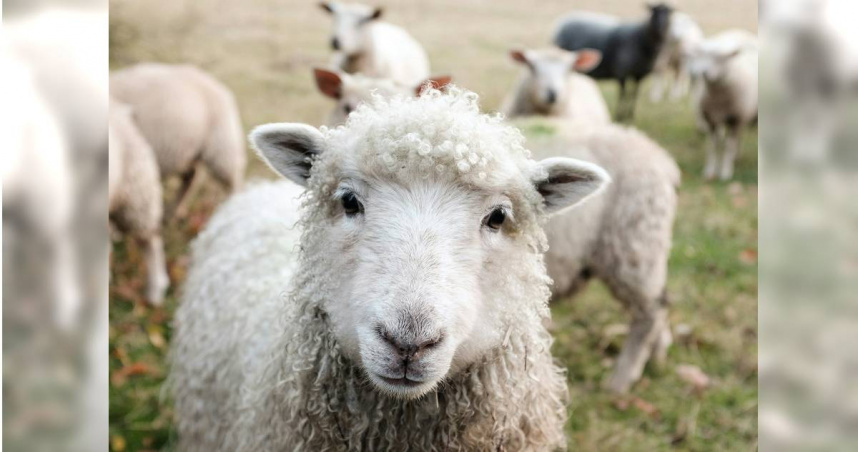 英國動保人士從農場偷走小羊，遭當地法院重判。（示意圖／Unsplash）