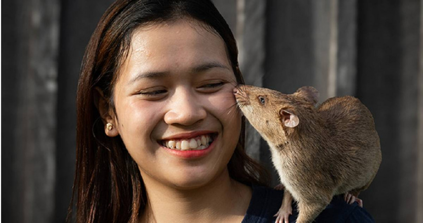 創嗅到最多地雷的巨鼠羅寧。（圖／翻攝金氏世界紀錄網站，下同）
