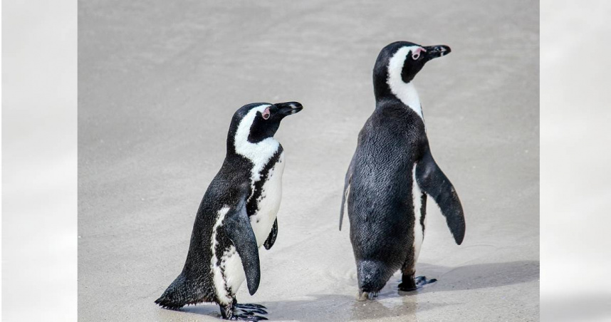 美國對等關稅政策涵蓋只有企鵝居住的荒島，引發全球熱議論。（示意圖／Pixabay）