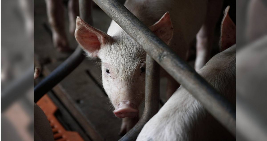 美國紐約一名57歲男子吉爾（Jeal Sutherland）計畫買兇殺人，將自己女友的前男友除掉。（示意圖／Pixabay）