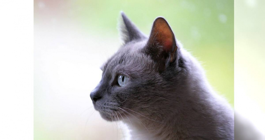 英國倫敦1間公司最近徵求私人助理，職務則為照顧執行長的貓咪。（示意圖／Pixabay）