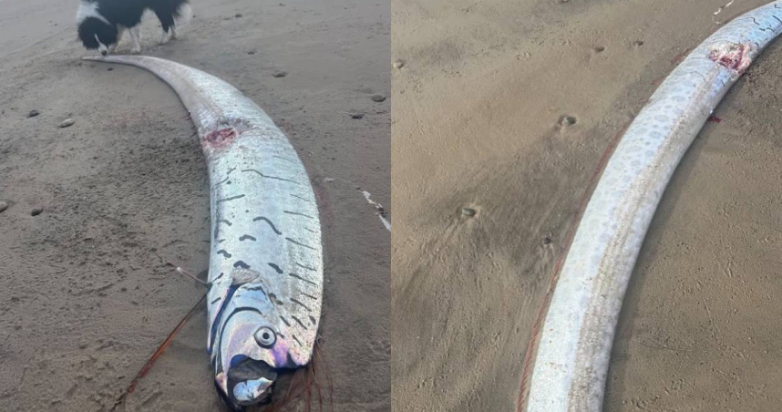 澳洲一處海灘驚見一條巨型皇帶魚。（圖／翻攝自Facebook）