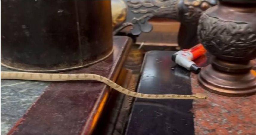 南投名間鄉的「天受宮」每逢端午節前後，都會有一條大頭蛇前來拜訪，且至今已連續46年未曾中斷，被廟方及信眾視為靈蛇。（圖／擷取自Facebook／松柏嶺天受宮北極玄天上帝）