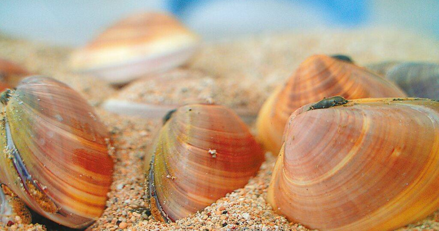 台灣海洋大學啟動「台灣海洋基因體解碼計畫」，對台灣周邊文蛤屬貝類基因定序過程中，意外發現全新物種，暫時命名為「寶島文蛤」。（圖／台灣海洋大學提供／中國時報張志康基隆傳真）