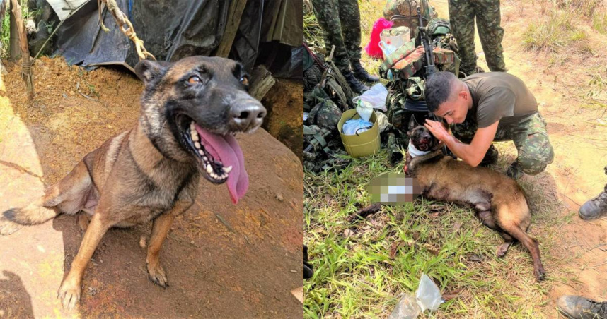 哥倫比亞偵爆犬「桑松」在執行任務時遭炸傷，最終不幸離世。（圖／翻攝自X／@Ingenieros_EJC）