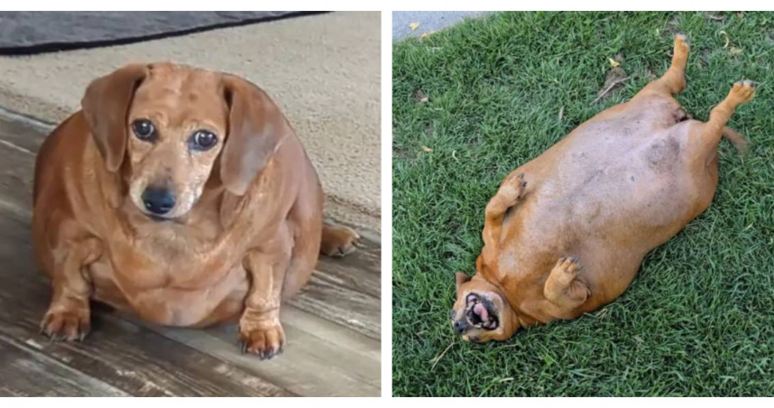 剛被接手時的Daisy，體重高達約 25 公斤，幾乎無法行走。（圖／Tegan Strickland提供，下同）