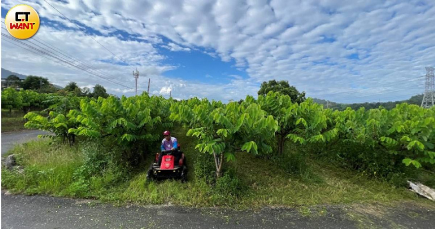 台東縣因統籌分配款分配額度增加，新的一年被行政院主計總處評定為「第一級財力」，未來來自中央的建設補助款比例恐將不若以往。圖為縣內一處釋迦果園。（示意圖／CTWANT攝影組）