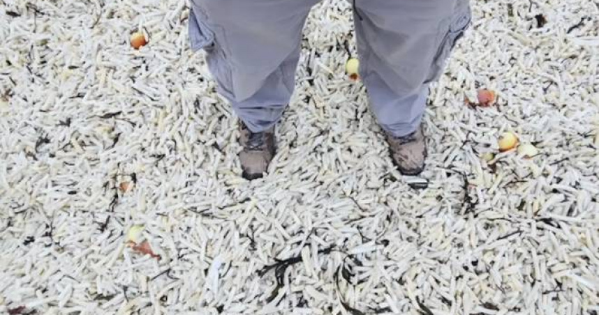 英國薩塞克斯海灘近日出現大量冷凍薯條與塑膠包裝，部分區域堆積近76公分，引發環保憂慮。（圖／Joel Bonnici提供，下同）