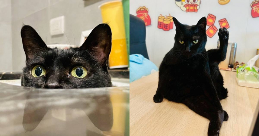 「黃阿瑪的後宮生活」黑貓Socles病逝。（圖／翻攝臉書／黃阿瑪的後宮生活）