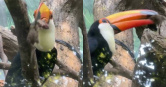 有網友拍到動物園裡的大巨嘴鳥正叼著一隻老鼠。（圖／翻攝自Threads／@panda.bao.tw）